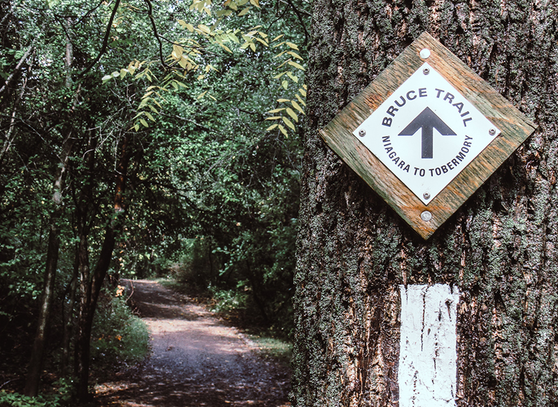 Bruce Trail marker on a tree along a forested hiking path in the Niagara Region.