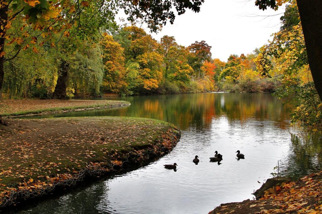 Autumn colours reflected in the water at Dufferin Islands in Niagara Falls, with ducks swimming in the pond.