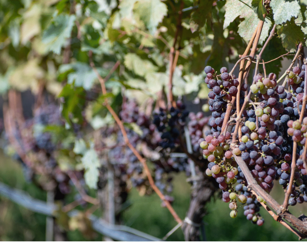 Grapes growing on the vine in a Niagara vineyard.